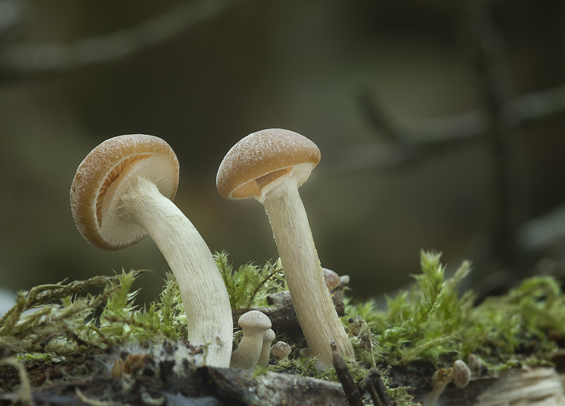 Galerina marginata